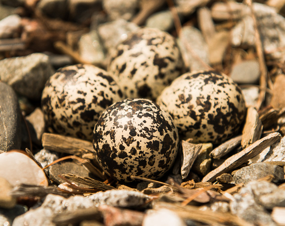 Kildeer eggs hiding in plain site.
